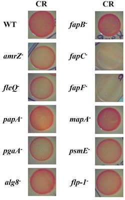 Role of extracellular matrix components in biofilm formation and adaptation of Pseudomonas ogarae F113 to the rhizosphere environment